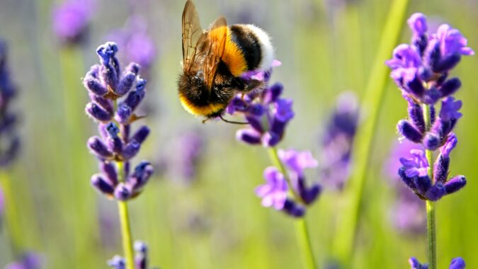 bee on purple flower.